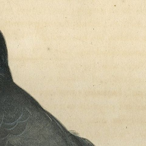 Antique Handcolored Bird Print of a Dove Named Le Colombi-Galline, Male, 1800, close-up 2