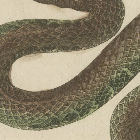 Two Snakes with Open Jaws, Antique Bertuch Print, Vienna, circa 1805, close-up 3