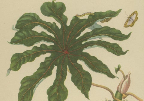 Papaya and Insects, 19th-Century Hand-Coloured Lithograph after Merian Plate 45, close-up 1