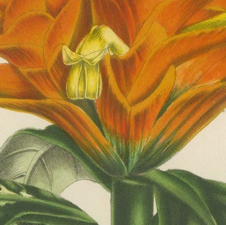 19th Century Botanical Lithograph of Aphelandra Porteana by Louis van Houtte, close-up 5