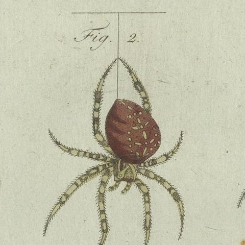 European Garden Spider Anatomy: Hand-Colored Engraving from Bertuch, 1798, close-up 5