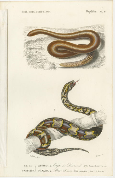 Set of 7 Antique Prints of an Egyptian Cobra and other Snakes and Reptiles, view 5