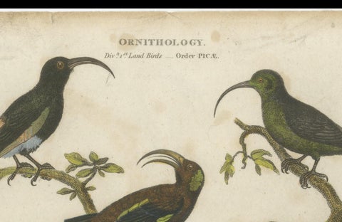 Diverse Avian Species: An early 18th-Century Ornithological Study, 1811, close-up 3