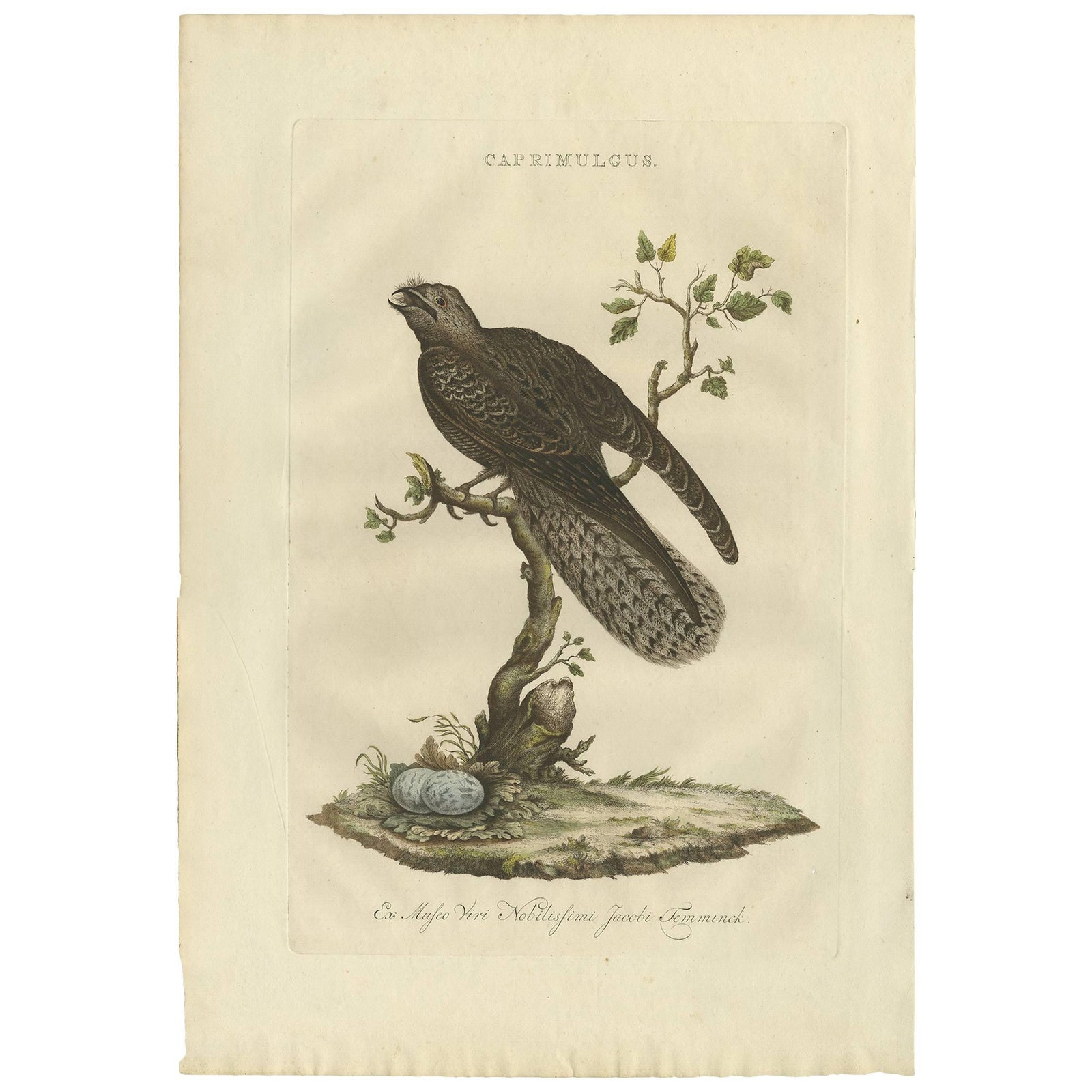 Antique Bird Print, Common Nightjar Caprimulgus by Nozeman & Sepp, 1770