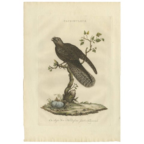 Antique Bird Print, Common Nightjar Caprimulgus by Nozeman & Sepp, 1770