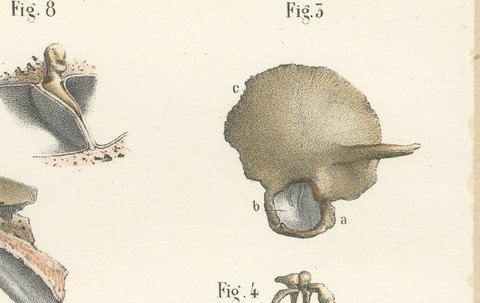 The Temporal Bone and Ear Canal, Antique Hirschfeld Anatomy Print, 1866, view 4