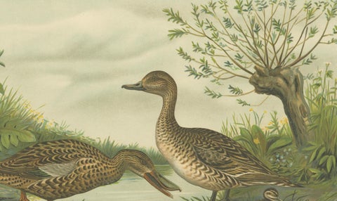 Mallard Duck Family, Antique Bird Chromolithograph with Ducklings c.1880, close-up 5