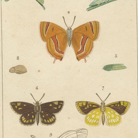 "Entomologie - Lepidoptera Study Plate" from Encyclopedic Collection, circa 1760, close-up 5