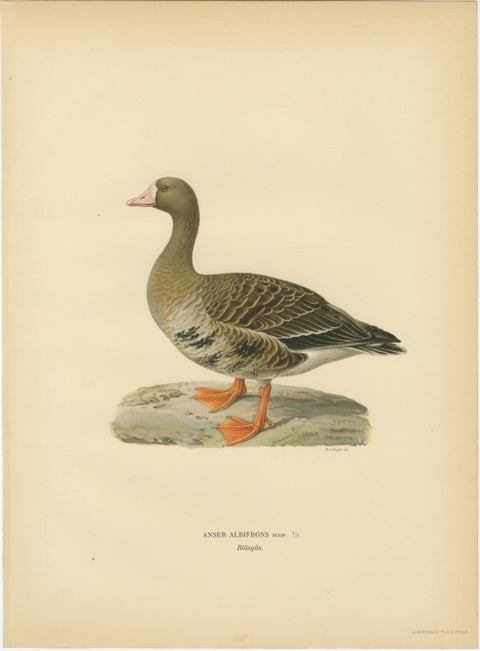 Vintage Scandinavian Ornithology Lithographs, Geese of Northern Europe, 1929, view 3