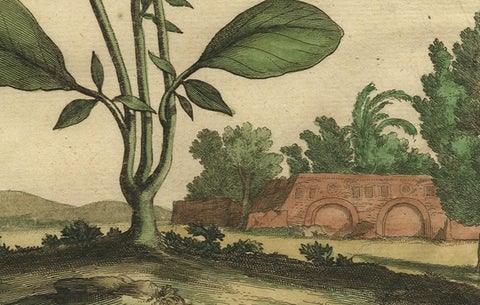Botanical Illustration of Spanish Kidney Vetch, from Munting’s 1696 Herbal, close-up 2