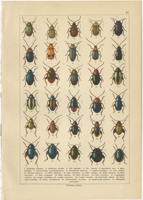 Decorative Antique Beetle Prints, Vibrant Chromolithograph Set of 8, Calwer 1893, view 2
