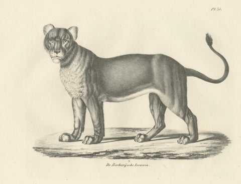 19th-Century Lithograph of the Barbary Lioness in a Powerful Standing Pose, close-up 5