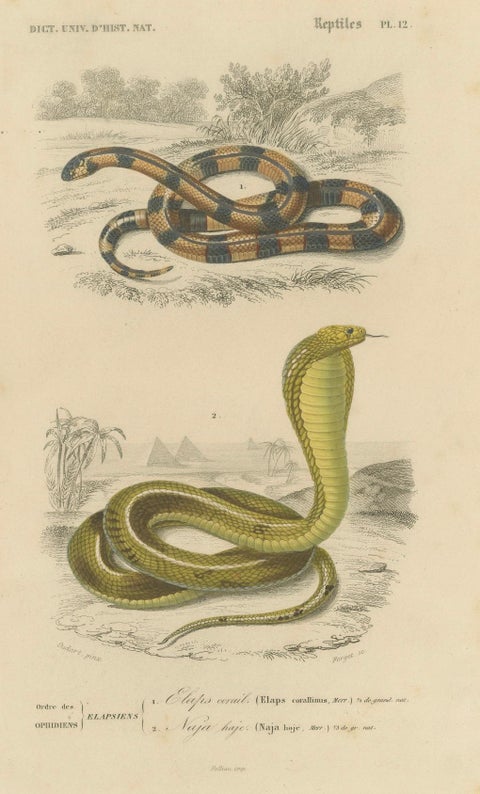Snake Print of Coral Snake and Egyptian Cobra, c.1850, by Orbigny, close-up 4