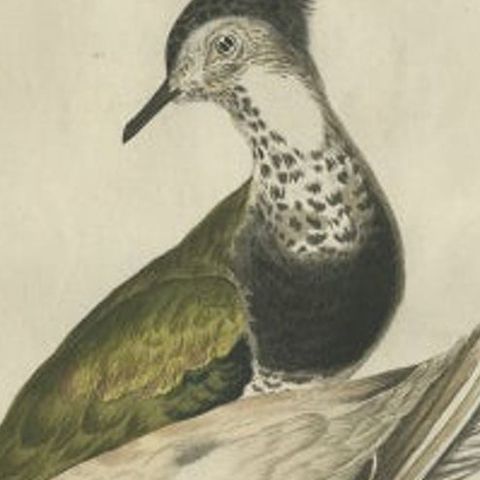 Tringa vanellus, Northern Lapwing (Kievit/Ljip) by Nozeman & Sepp, 1809, close-up 1