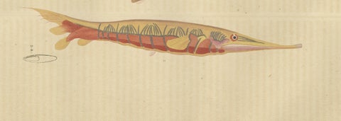 Underwater Elegance: Razorfish and Shrimpfish - A Marine Engraving Study, 1845, close-up 2