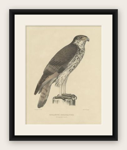 Antique Bird Print of the African Hawk-Eagle, C.1850, shown framed