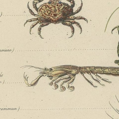 Antique Print of Various Crustaceans, incl a Crab, Lobster, Squid, 1854, close-up 1