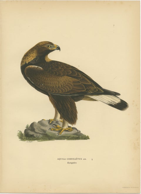 Majestic Gaze: The Golden Eagle (Aquila chrysaetos), 1929, view 2