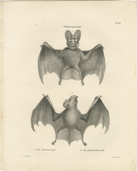 Anatomical Studies of Bats from 'The Mammals' Natural History Publication, 1836, view 3