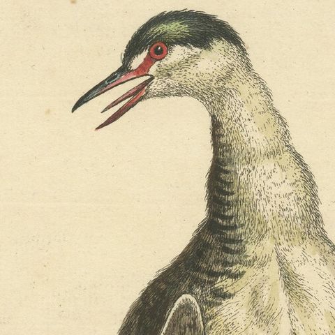 Antique Bird Print of two Grebes, close-up 1