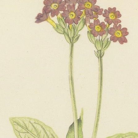 Scottish Primrose and Alpine Thyme hand coloured botanical print 1874, close-up 6
