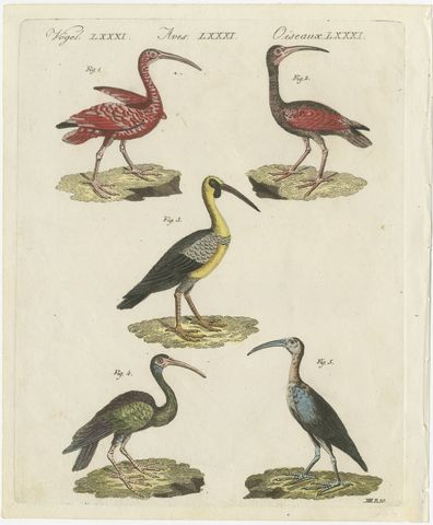 Scarlet Ibis and Other Ibises, Antique Bertuch Print, Vienna, circa 1812