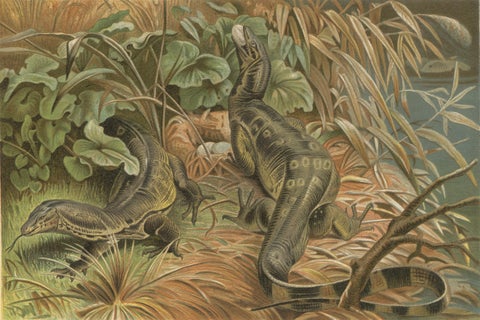 Water Monitors Robbing a Nest, Antique Reptile Wildlife Print, 1895, close-up 1