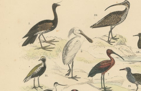Wading Birds & Cranes Print: Flamingo, Stork, Ibis, Bustard, Antique 1867, close-up 1