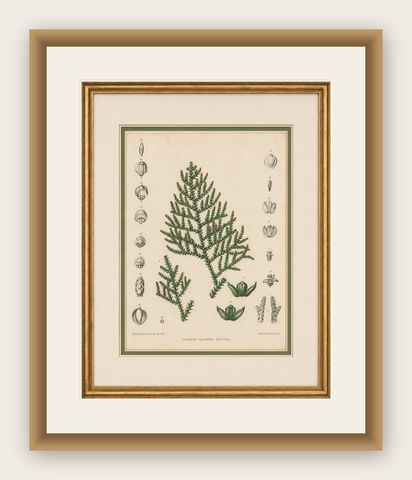 Antique Botanical Lithograph, Thuopsis Dolabrata, Siebold Zuccarini, 1856, shown framed