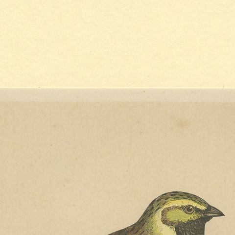 Antique Bird Print of a Cirl Bunting, close-up 1