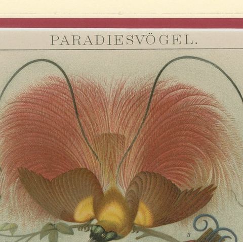 1894 Chromolithograph of Birds of Paradise, A Historical Interpretation, close-up 4