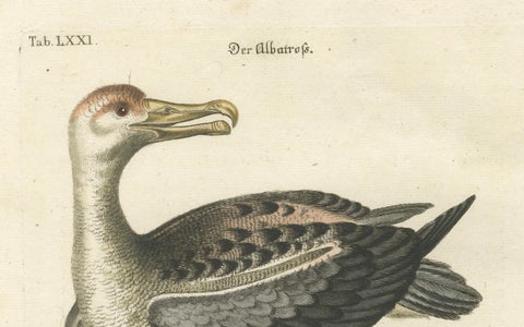 Der Albatros - Hand-Colored Engraving of the Albatross by Johann Seligmann, 1770, close-up 2