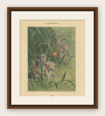 Delicate Irises with Birds - Old Giacomelli Botanical and Ornithological Print, shown framed