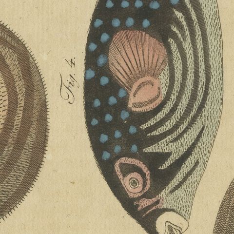 Pufferfish, Porcupinefish and Ocean Sunfish, Antique Bertuch Print, circa 1805, close-up 6