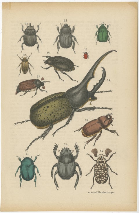 Set of 2 Antique Prints of various Beetles including a Rhinoceros Beetle, 1890, view 3