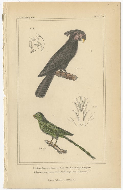 Set of 4 Antique Bird Prints of the Horned Parrakeet, Scarlet Macaw and Others, view 5