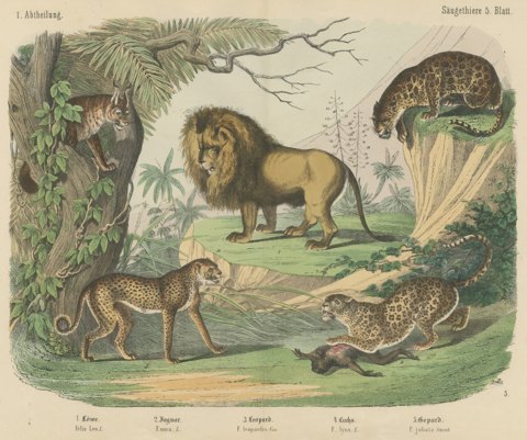 Antique Lion, Jaguar, Leopard and Cheetah Print, Big Cats by Kolb, circa 1890