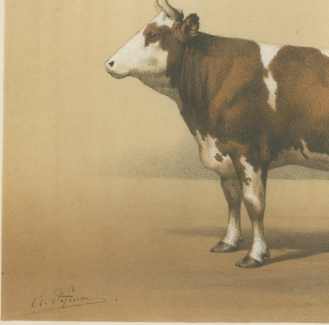 Mancelle Cow, French Cattle Breed, Antique Chromolithograph by Borie, 1863, close-up 2