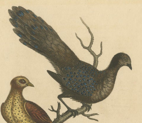 Grey Peacock-Pheasant Hen: A 1746 Engraving by George Edwards, close-up 1