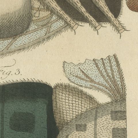 House Fly and Compound Eye Magnified, Antique Bertuch Print, circa 1805, close-up 5