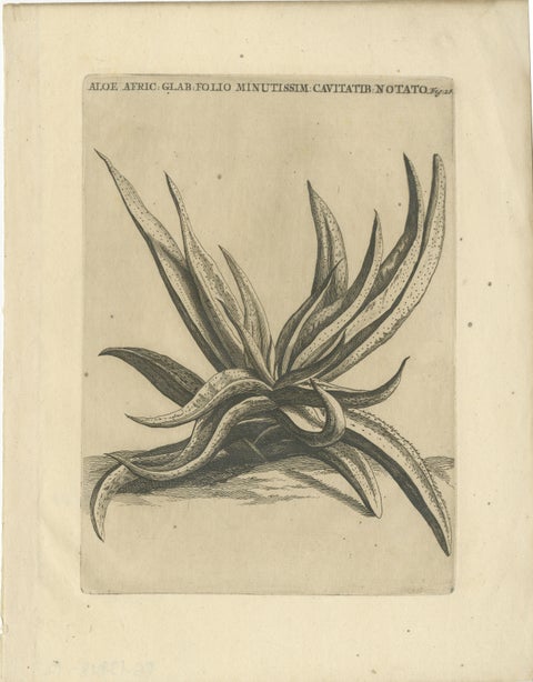 Botanical Engraving of African Aloe from Commelin’s "Praeludia Botanica", 1703, view 2
