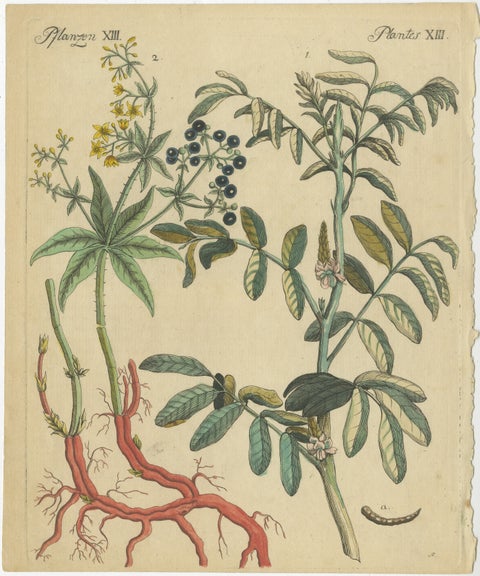 Antique Handcolored Engraving of Medicinal Plants, c.1800, view 2