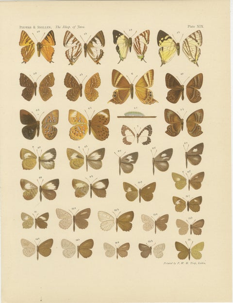 Javanese Butterflies, Three Antique Chromolithograph Plates, Java 1908–1910, view 2