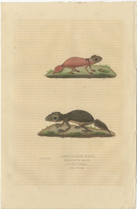 Old Hand-Colored Print of an Australian Thick-tailed Gecko and a Leaftail Gecko, view 2