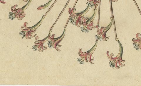 Brunsvigia Candelabra Lily Flower Head, Antique Bertuch Print, circa 1815, close-up 2