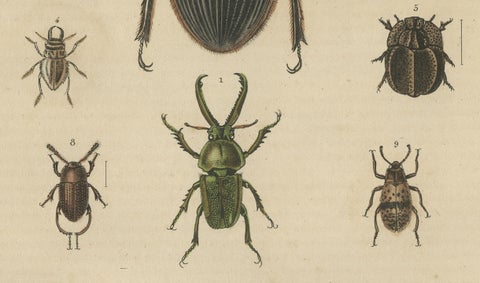 Entomological Elegance: An Original Antique Catalogue of Beetles, 1845, close-up 3
