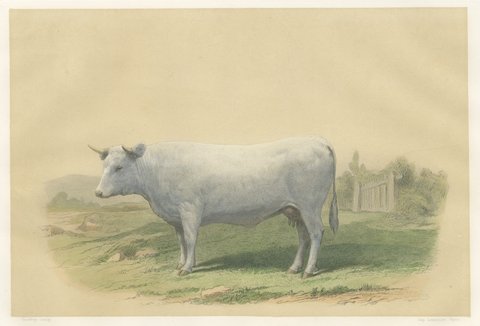 Charolais Cow, Antique French Cattle Print after Jadin, 1873