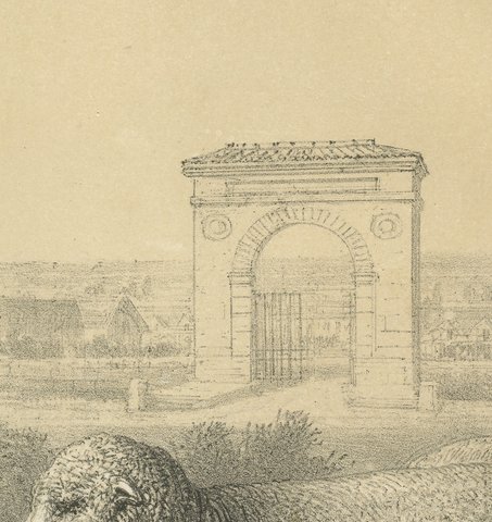 Rambouillet Merino Rams and Ewes of 1873, Antique Sheep Print, view 5