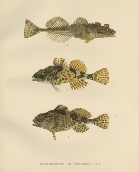 Fourhorn Sculpin and Long-Spined Bullhead - Intricate Scandinavian Fish Litho, close-up 5