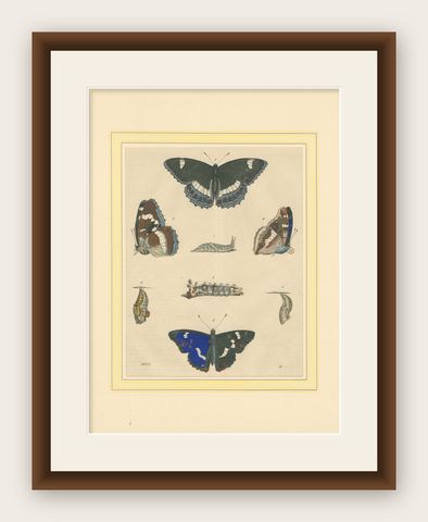 1848 Hand-Colored Lithograph of Butterfly Life Cycle, shown framed